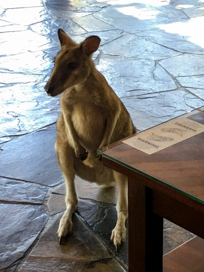 Australia, Cairns - Kangaroo
