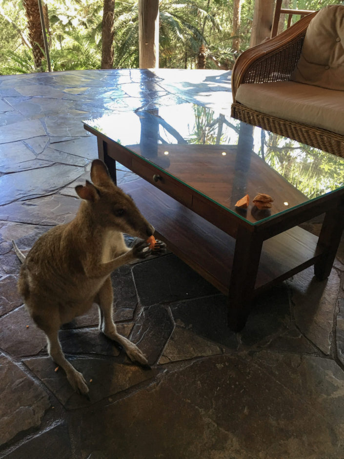 Australia, Cairns - Kangaroo loves sweet potato