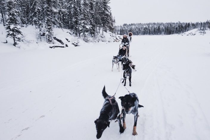 Canada, Northwest Territories, Yellowknife - dog sled