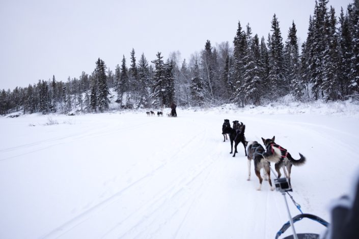 Canada, Northwest Territories, Yellowknife - dog sled