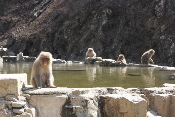 Japan, Nagano Prefecture, Hakuba - Jigokudani Monkey Park