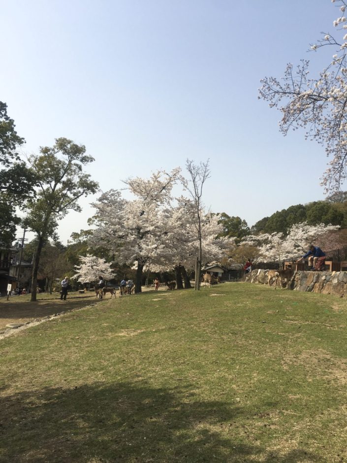 Japan, Nara - Nara Park