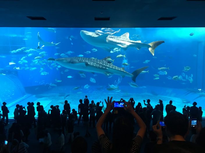 Japan, Okinawa - Churaumi Aquarium