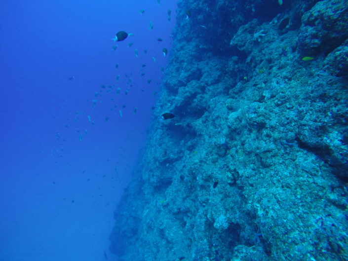 Japan, Okinawa - scuba diving