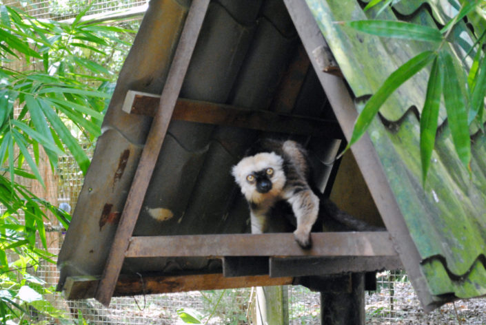 Malaysia, Melaka - Zoo