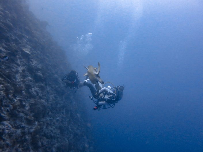Maldives, Dhigurah - scuba diving