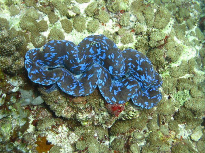 Maldives, Dhigurah - corals