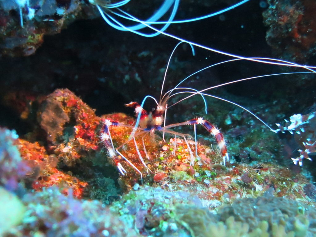 Maldives, Dhigurah - Banded Coral Shrimp