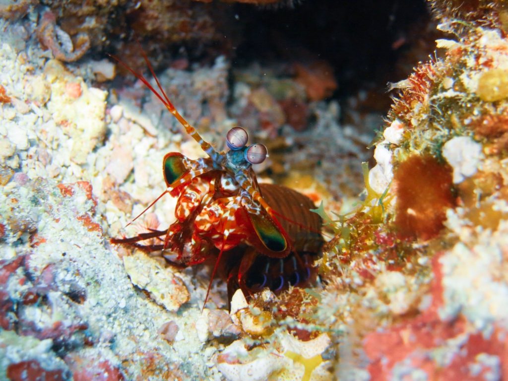Maldives, Dhigurah - mantis shrimp