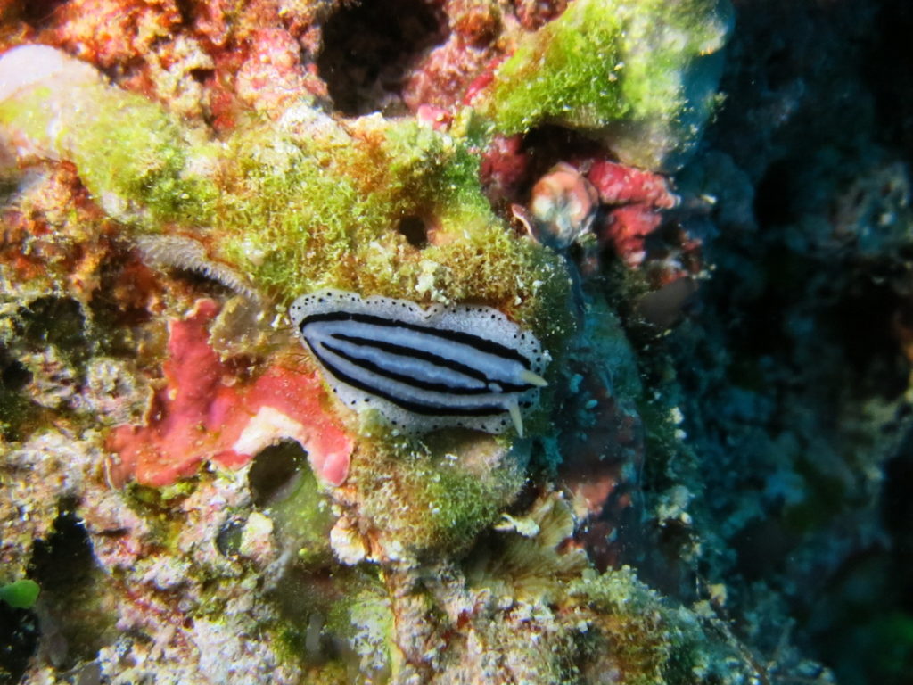 Maldives, Dhigurah - nudibranch
