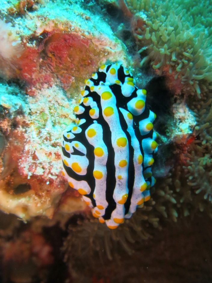 Maldives, Dhigurah - nudibranch