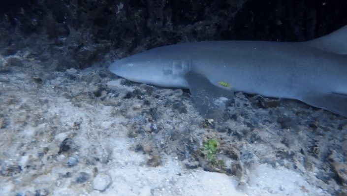 Maldives, Dhigurah - nurse shark