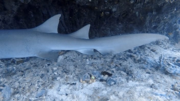 Maldives, Dhigurah - nurse shark