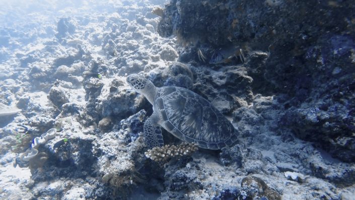 Maldives, Dhigurah - sea turtle