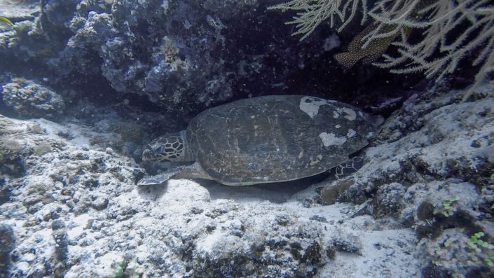 Maldives, Dhigurah - sea turtle