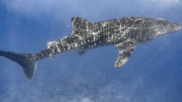 Maldives, Dhigurah - whale shark