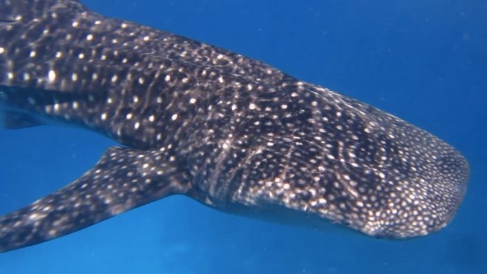 Maldives, Dhigurah - whale shark