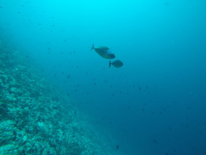 Maldives, Makunufushi - Cocoa Island - scuba diving