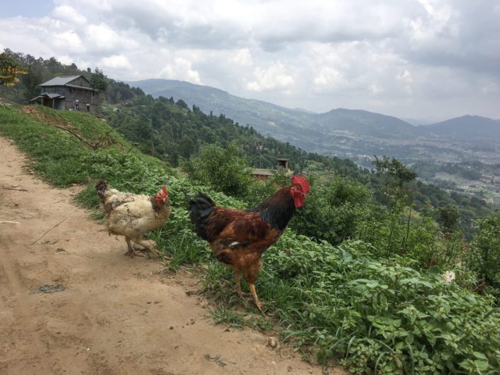 Nepal, Nagarkot - hike to Changunarayan