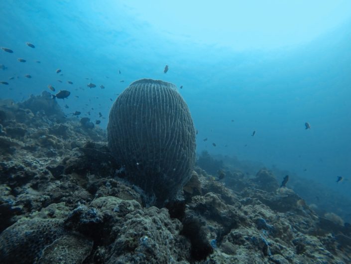 Philippines, Batangas - Anilao scuba diving