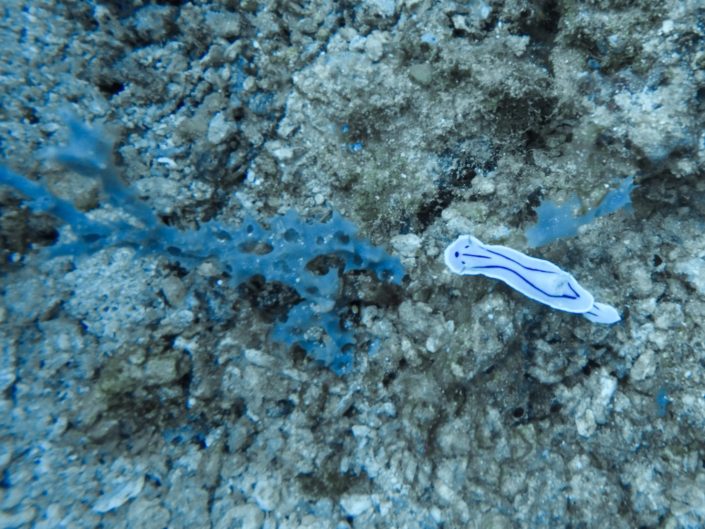 Philippines, Batangas - Anilao scuba diving - nudibranchs