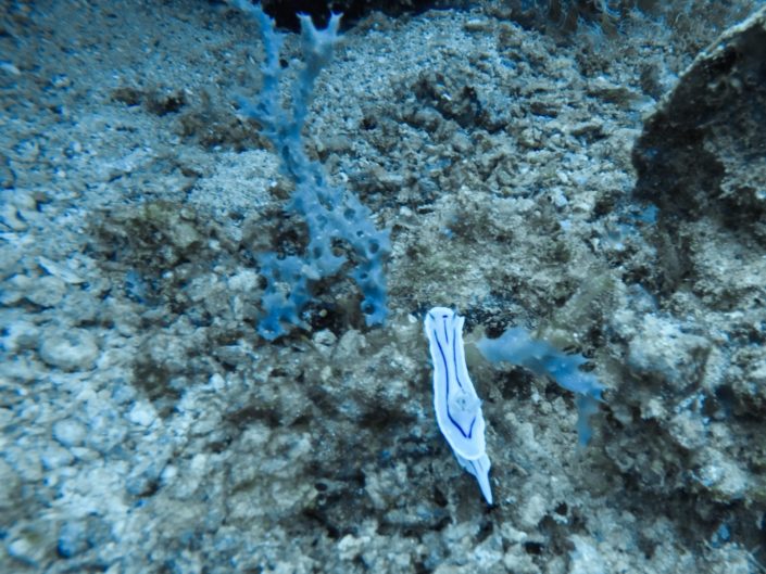 Philippines, Batangas - Anilao scuba diving - nudibranchs