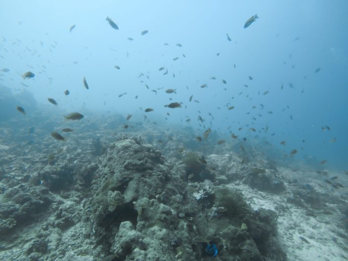 Philippines, Batangas - Anilao scuba diving
