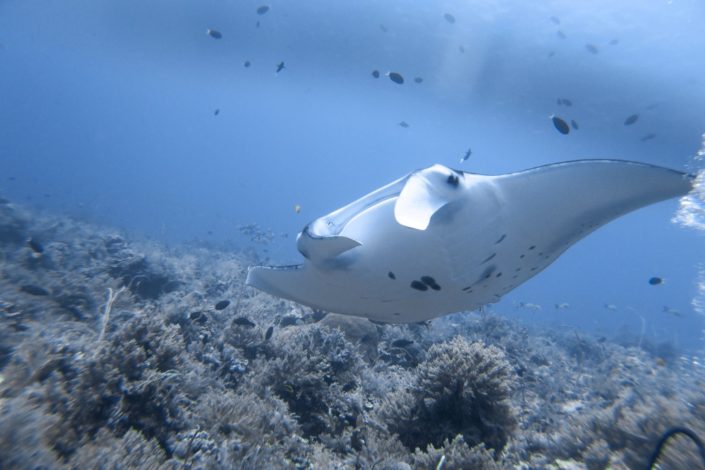 Philippines, Cagayancillo - Tubbataha Reef scuba diving liveaboard - manta ray