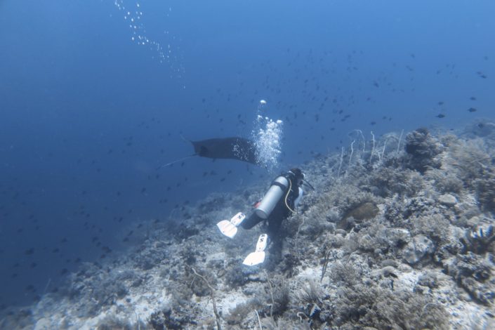 Philippines, Cagayancillo - Tubbataha Reef scuba diving liveaboard - manta ray