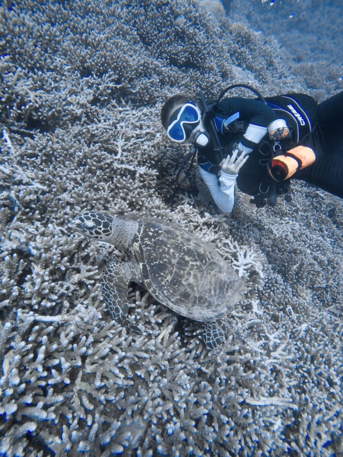 Philippines, Cagayancillo - Tubbataha Reef scuba diving liveaboard - sea turtles