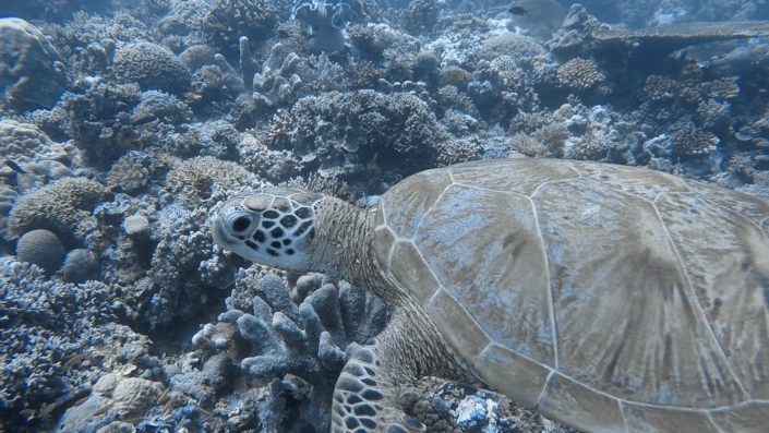 Philippines, Cagayancillo - Tubbataha Reef scuba diving liveaboard - sea turtles