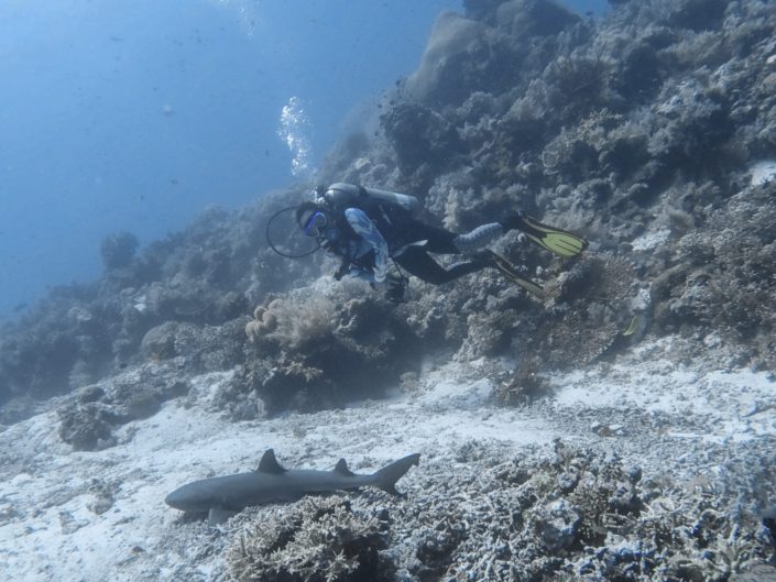 Philippines, Cagayancillo - Tubbataha Reef scuba diving liveaboard - sharks