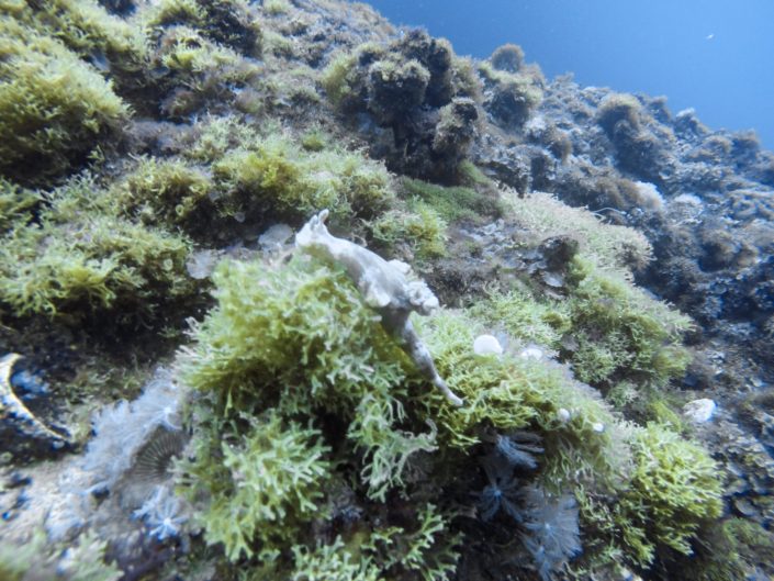 Philippines, Cebu - Malapascua Island, nudibranchs