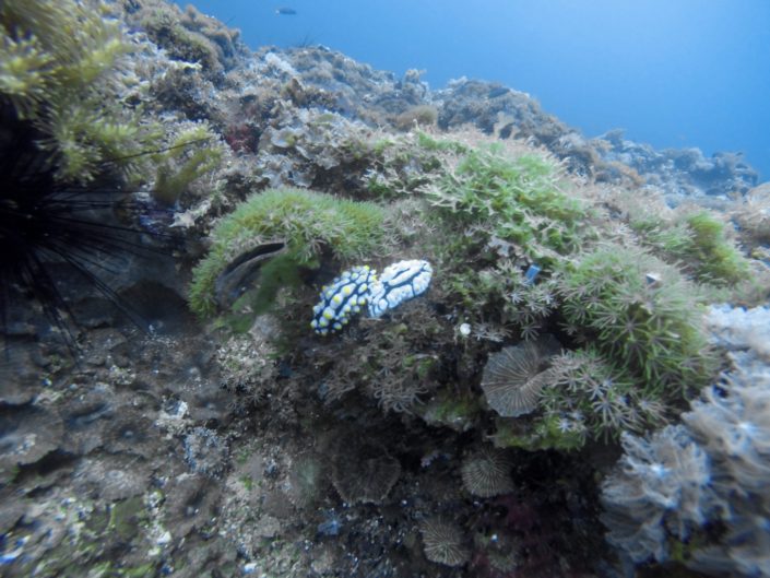 Philippines, Cebu - Malapascua Island, nudibranchs