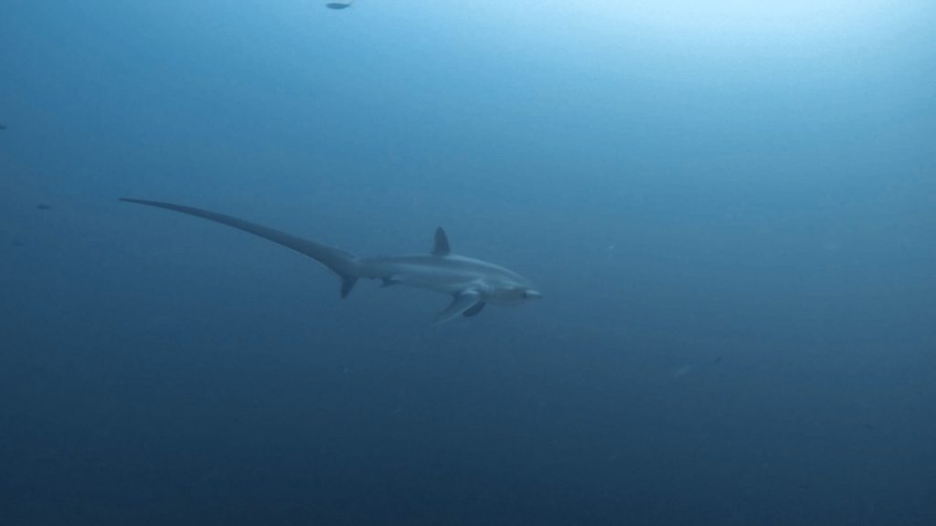 Philippines, Cebu - Malapascua Island, scuba diving with Thresher Sharks