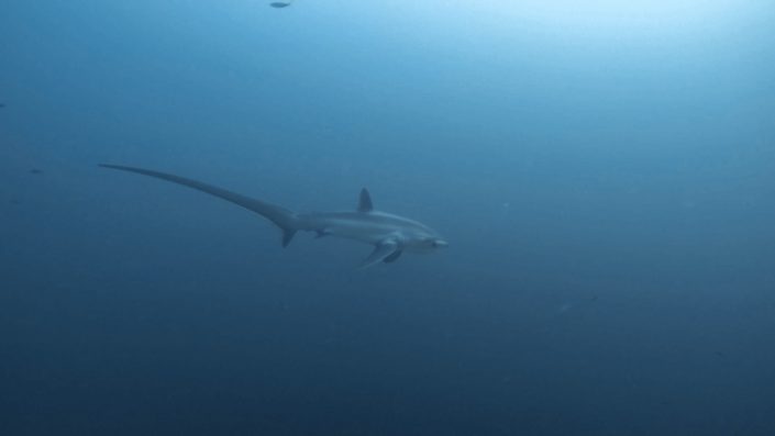 Philippines, Cebu - Malapascua Island, scuba diving with Thresher Sharks