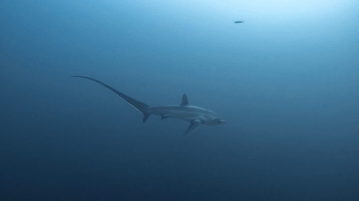 Philippines, Cebu - Malapascua Island, scuba diving with Thresher Sharks
