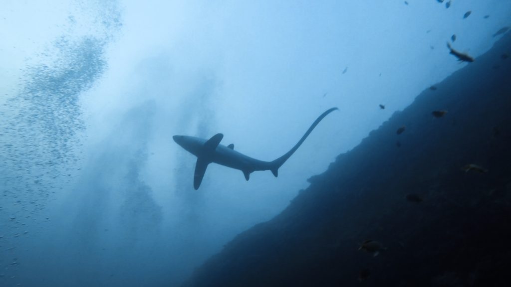 Philippines, Cebu - Malapascua Island, scuba diving with Thresher Sharks