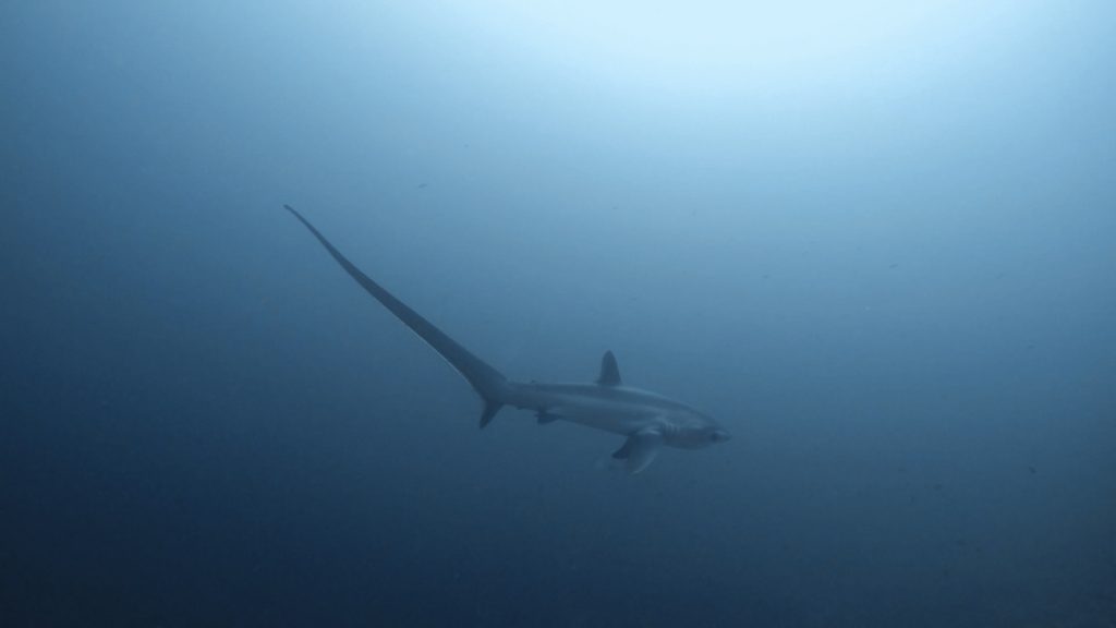 Philippines, Cebu - Malapascua Island, scuba diving with Thresher Sharks