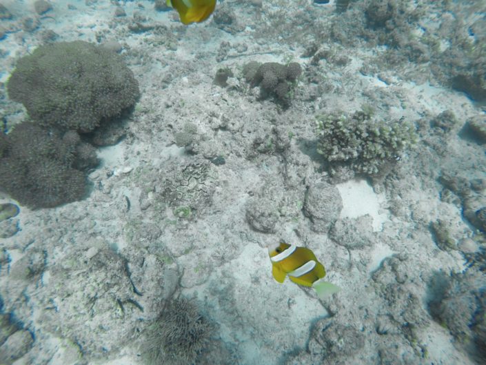 Philippines, Cebu - scuba diving with nemo