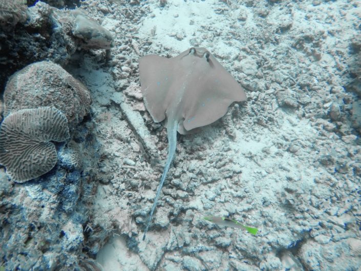 Philippines, Cebu - scuba diving, blue spotted stingray