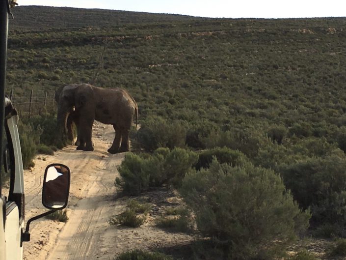 South Africa, Cape Town - Aquila Private Game Reserve