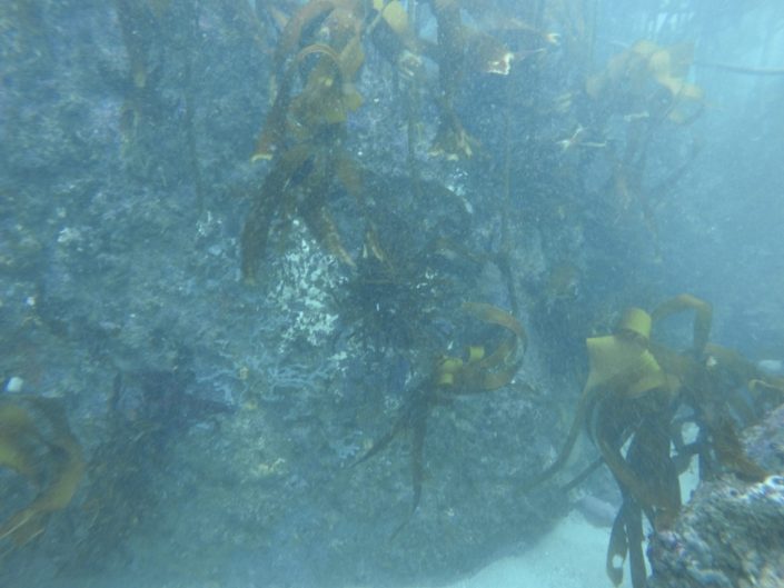 South Africa, Cape Town - scuba diving