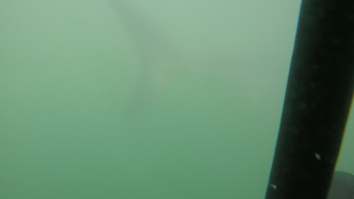 South Africa, Cape Town - shark cage diving