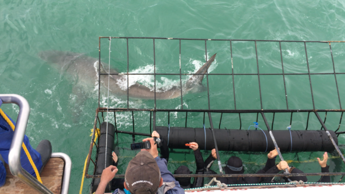 South Africa, Cape Town - shark cage diving
