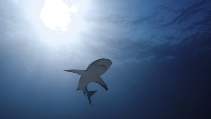 Bahamas, Nassau - shark diving