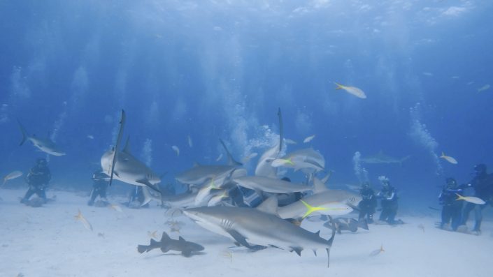 Bahamas, Nassau - shark feeding