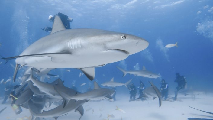 Bahamas, Nassau - shark feeding