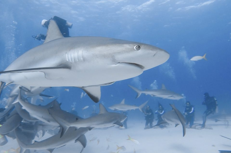 🦈 sharks diving & feeding in Bahamas