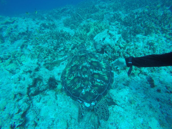 USA, Guam - scuba diving - sea turtle